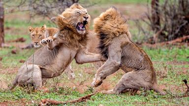Male Lions Trade Blows in violent battle