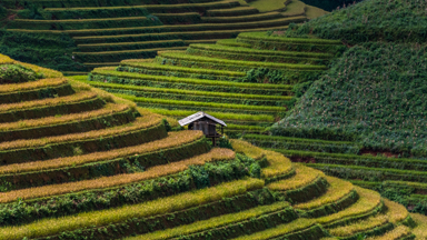Rice and Shine: The artistic agriculture of Vietnam's rice hills