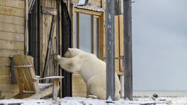 Knock, Knock - Who's Bear? Curious Polar Bear Inspects Lodge