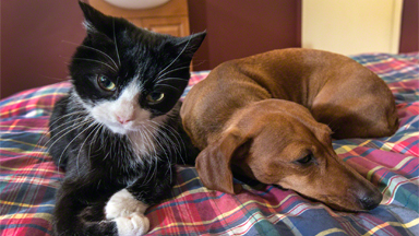 Quadriplegic Cat Strikes Up Unlikely Friendship With Dachshund