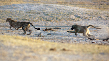 Fraidy Cat: Baboon Gives Chase To Frightened Cheetah