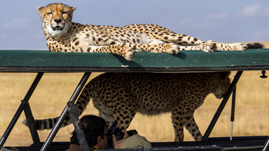 Cheetah-ing The Traffic! FIVE Big Cats Leap Onto Jeep