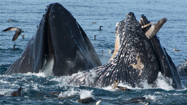 Lucky Pelican Escapes from Whale's Mouth
