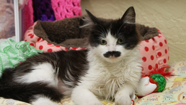 Feline Fine: New Home For Abandoned Moustache Cat