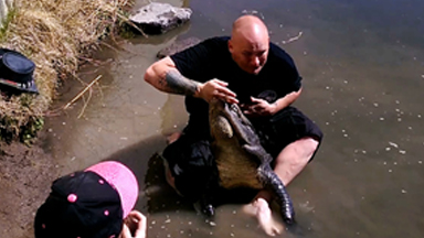 'Snap Happy' 8ft Alligator Latches Onto Wrangler's Hand