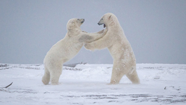Cold War! Polar Bear Cubs Play-Fight During Blizzard