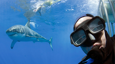 Diver Poses For 'Selfie' With Great White Shark
