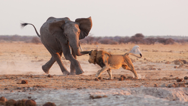 Not On Your Nelly: Male Lion Protects Pride From Bullish Young Elephant