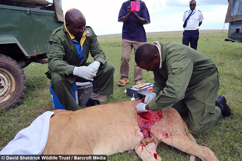 Lioness Gored by Buffalo