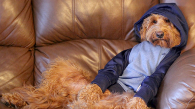 Doggy Style: Oliver the Goldendoodle Loves To Wear Human Clothes