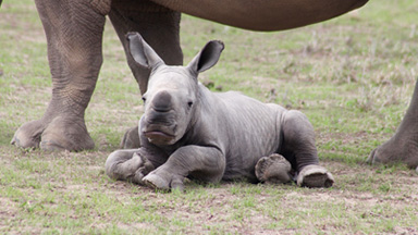 Ringo The Rhino Star: Cute Calf Makes Amazing Recovery