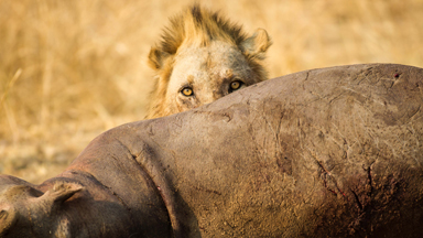 Mane Course: Hungry Lions Feast On A Hippo
