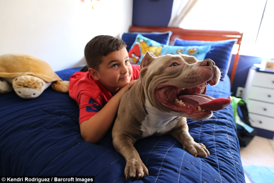 biggest american bully in the world