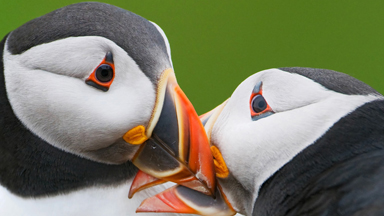 Huffin and Puffin: Mischievous Birds Photographed On Skomer Island