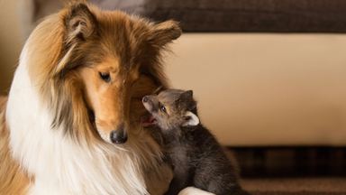 Fox And The Hound: Orphaned Fox Cub Finds Surrogate Mum In Dog