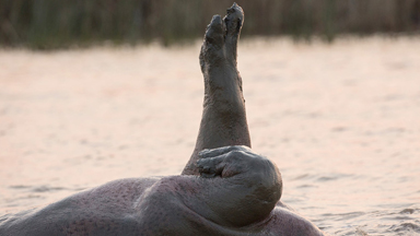 Perfect 10? Graceful Hippo Is A Synchronised Swimmer