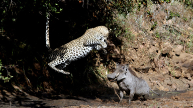 What's Up Pussycat? Leopard Leaps In Air While Hunting A Warthog