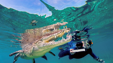 Crocs's Eye View: Tourists Swim and Snap with 8ft American Crocodiles