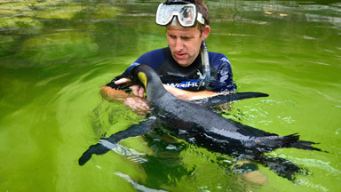 Water Wings: Snorkelling Animal Handler Teaches Penguin to Swim