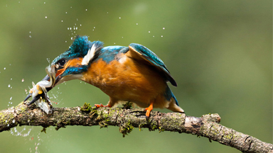 Catch of the day: Kingfisher's acrobatic swoop