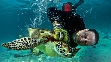 Wild Turtle Wrangling: Conservationists Catch Cute Marine Reptiles By Hand