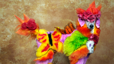 Works of Bark: Outrageous Pet Grooming Competition