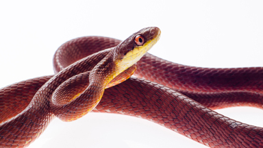 Snake-obsessed Photographer Snaps Portraits Of Deadly Creatures