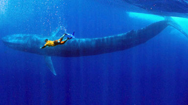 Blue Whale Drone Footage: Swimming With The World's Biggest Animal