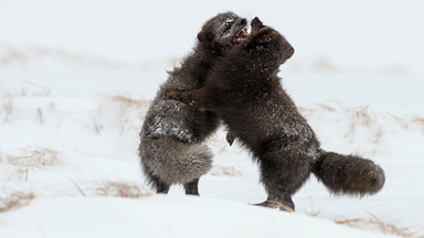 Left Out In The Cold: Male Foxes Fight To The Death Over Female Vixen