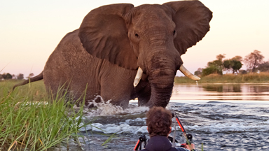 Jumbo Encounter: Photographers Shooting River Flowers Get Confronted By A Magnificent Elephant