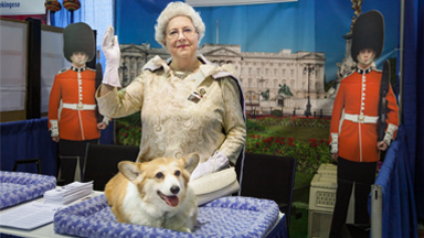 Dressed In Show! Devoted Owners Model For Their Dogs