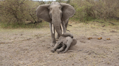 Heartbreaking: Mother Elephant Tries To Rouse Unconscious Calf