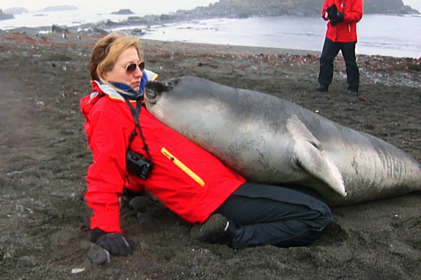 Cute Baby Elephant Seal Cuddles Up To Tourist