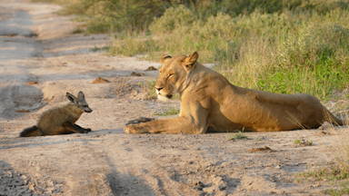 Fantastic Mr. Fox! Fiesty Critter Fights Back Against Lions
