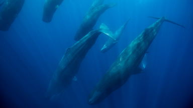 Cruise Armada: Super Group of Sperm Whales Sighted