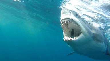 Understanding Jaws: Great White Shark Bites