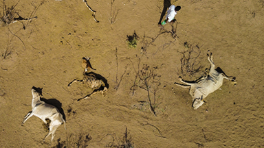 The Devastating Drought in the Horn of Africa