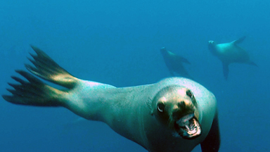 Close Encounter: Diver Confronted by Angry Sea Lion