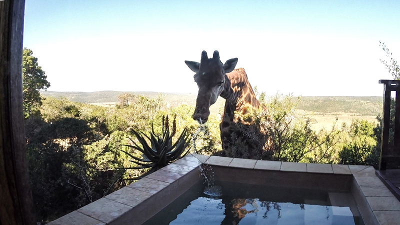 Neck It! Thirsty Giraffe Drinks From Residential Swimming Pool