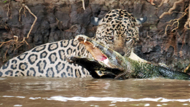Jaguar vs Caiman: Big Cat Ambushes Reptile in Epic River Battle