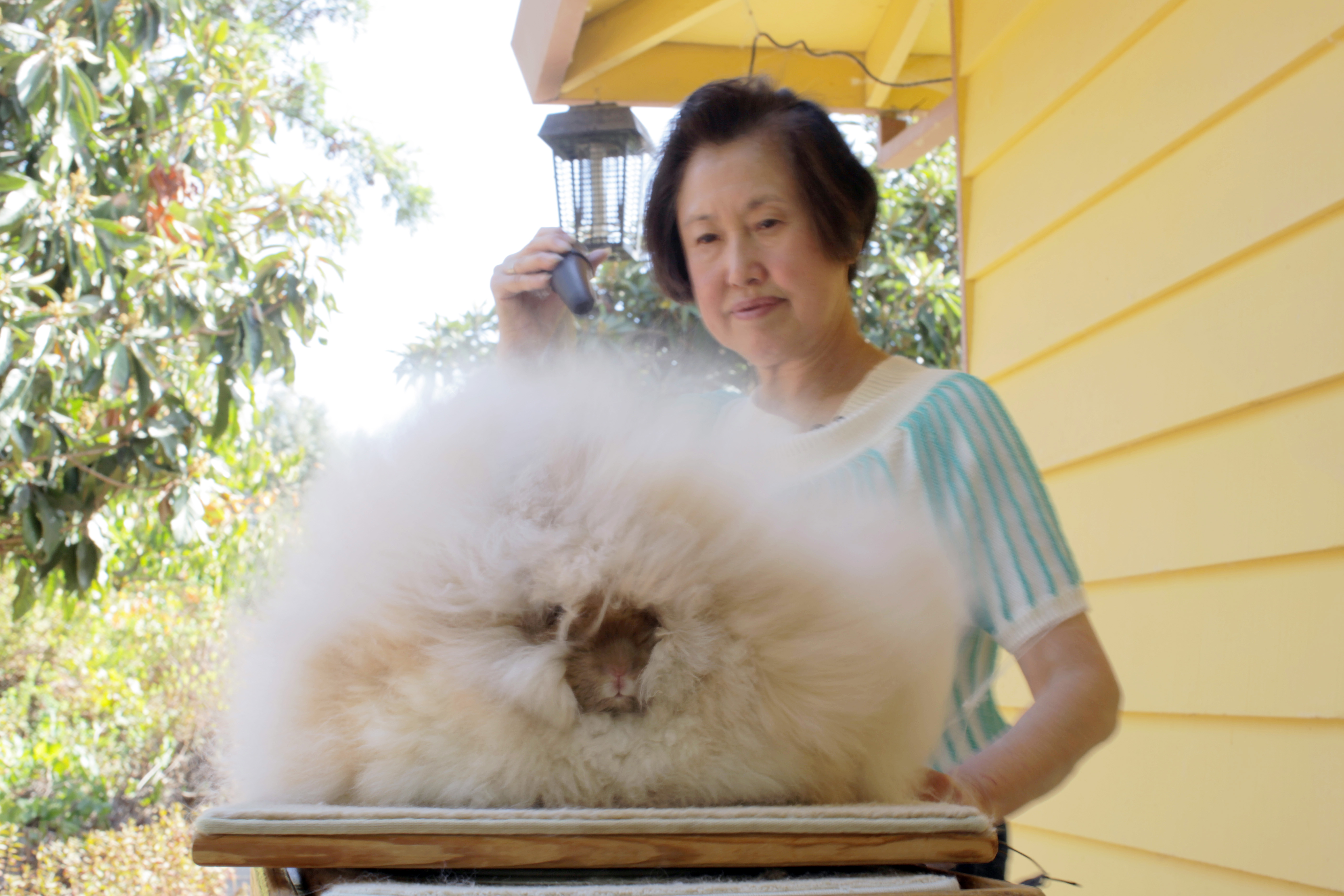 betty chu english angora