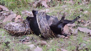 Caught On Camera: 10ft Python Devours Full Size Goat