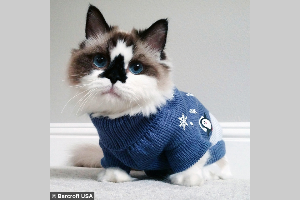 Cash Cars In Houston >> Tabby Potter: Munchkin Moggy Becomes Online Celebrity Cash Cars In Houston >> Tabby Potter: Munchkin Moggy Becomes Online Celebrity