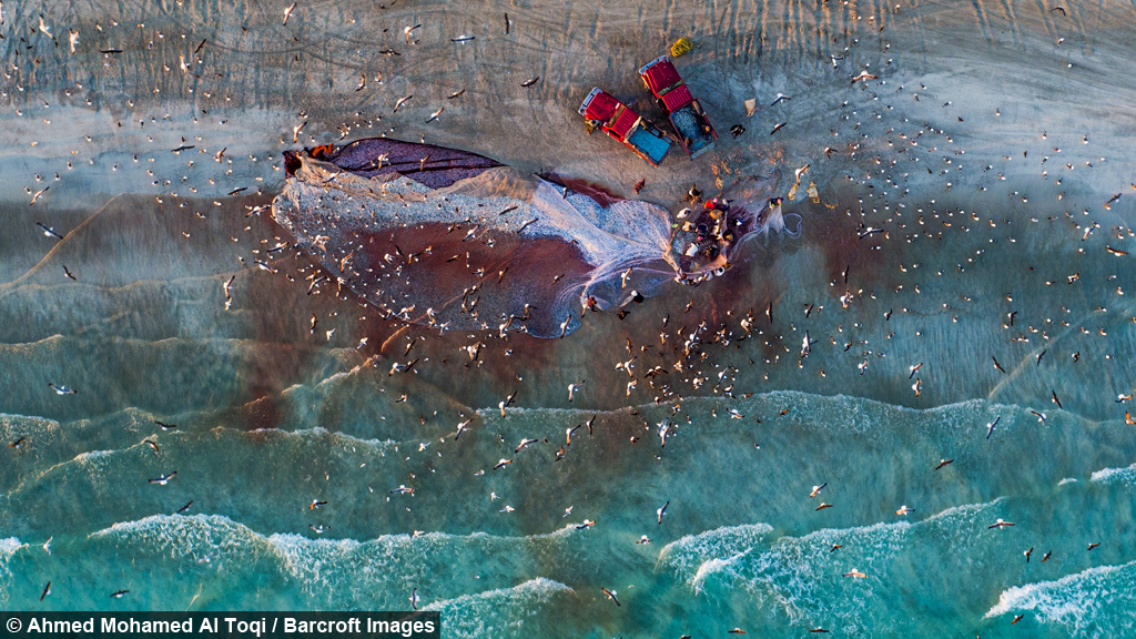 Catch Of The Day: Fishermen Of Dhofar Catch Thousands Of Sardines