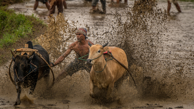 Cash cow: Farmers compete in traditional plough race