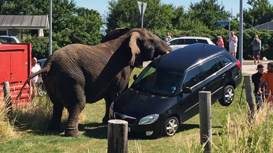 Rampaging Circus Elephant Lifts Car Off The Ground