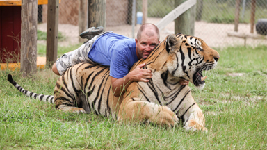 THAT'S GRRRRRREAT! Big Cat Enthusiast Wrestles with Tigers and Lions to raise awareness about the endangered species