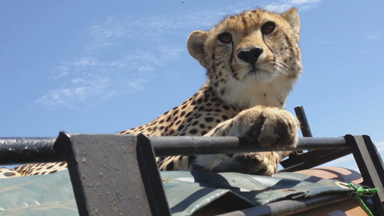 Claws Encounter: Cheetah Plays with GoPro on tourist jeep