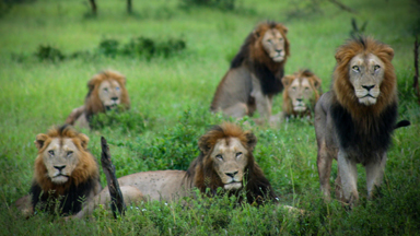Close Encounters Of The Lion Kind: Photographer Comes Face-To-Face With Kruger National Park's Gomondwane Males