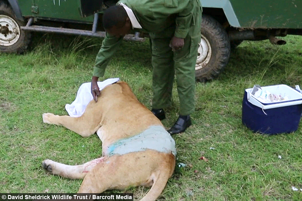 Lioness Gored by Buffalo